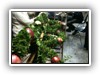 Palmenbinden 2010 (4)
